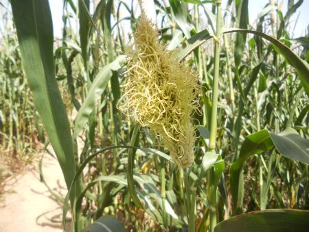 Millets: Unlocking the Nutritional Goldmine