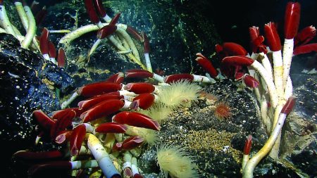 Exploring the Abyss: Unraveling the Power of Deep Ocean