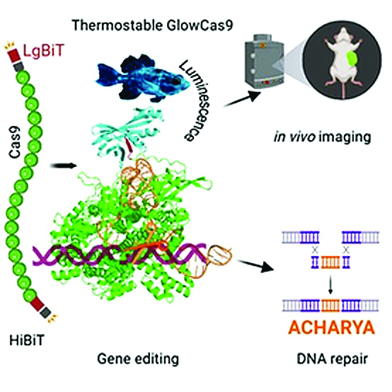 India’s Breakthrough That Makes Gene Editing Visible