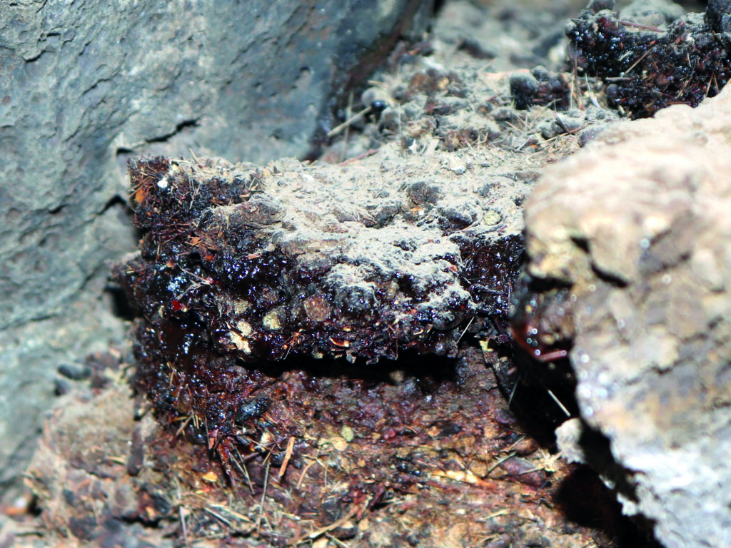 Ayurveda’s Ancient Elixir of Strength, Longevity, and Transformation