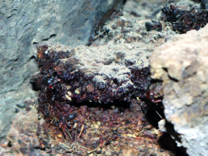 Ayurveda’s Ancient Elixir of Strength, Longevity, and Transformation