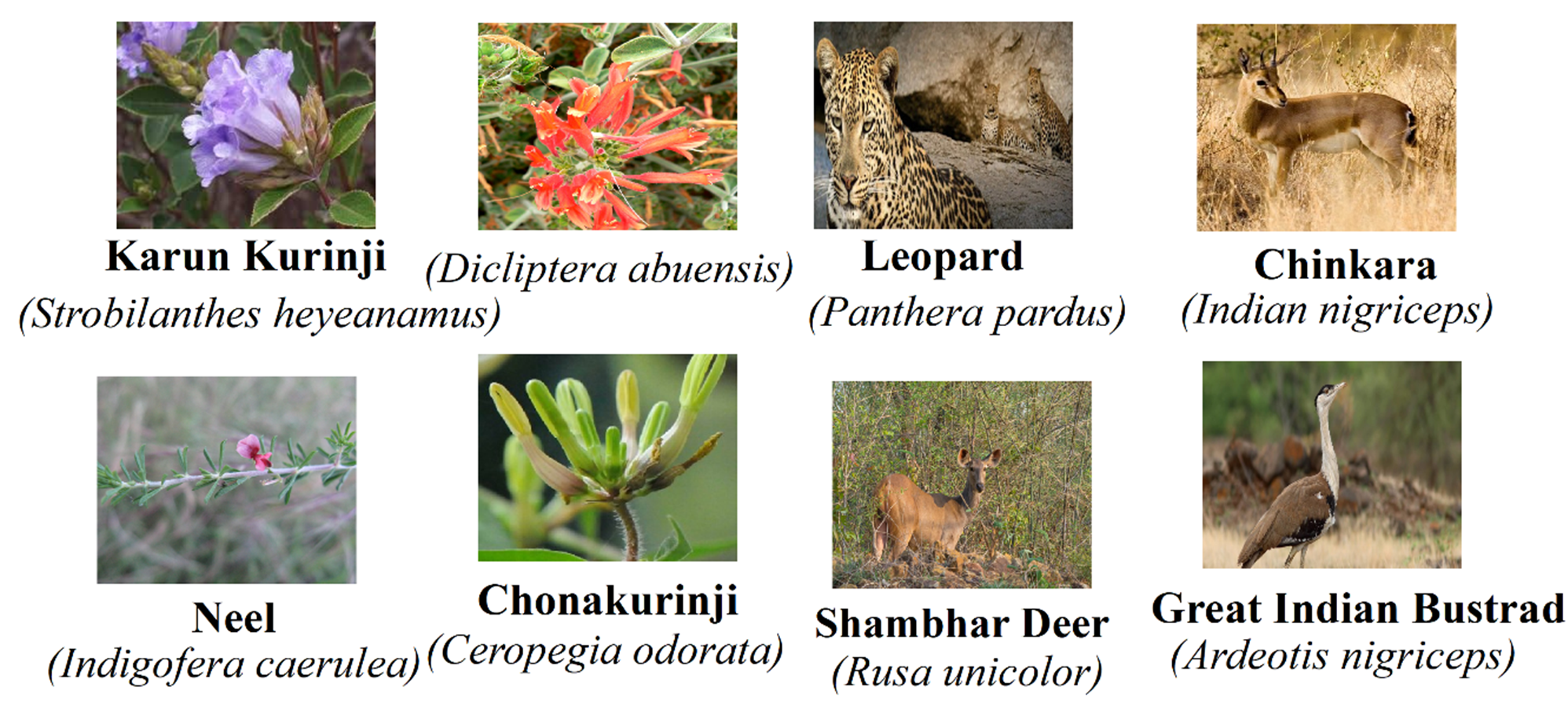 The Aravallis From Ancient Rocks to Modern Relevance – ScienceIndiamag