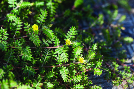 Gokshura: Beyond Vitality, Endurance and Hormonal Balance