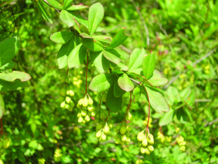Ayurveda’s Bitter Shield in an Age of Inflammation and Metabolic Excess