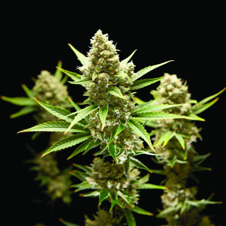 A Misunderstood Plant at the Crossroads of Ayurveda, Neuroscience, and Sustainable Innovation