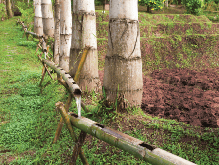 Ancient Wisdom of Everyday Science for Sustainable Living