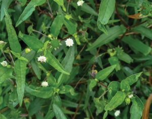 Beyond the Hair, An Ayurvedic Herb for Renewal